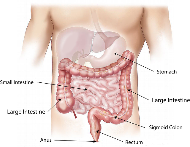 abdomen, intestine, large, small, stomach, ascending, transverse, descending, colon, organs, digestive, tract, anatomy, science, medical