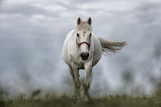 white horse, horse, nature sell art online