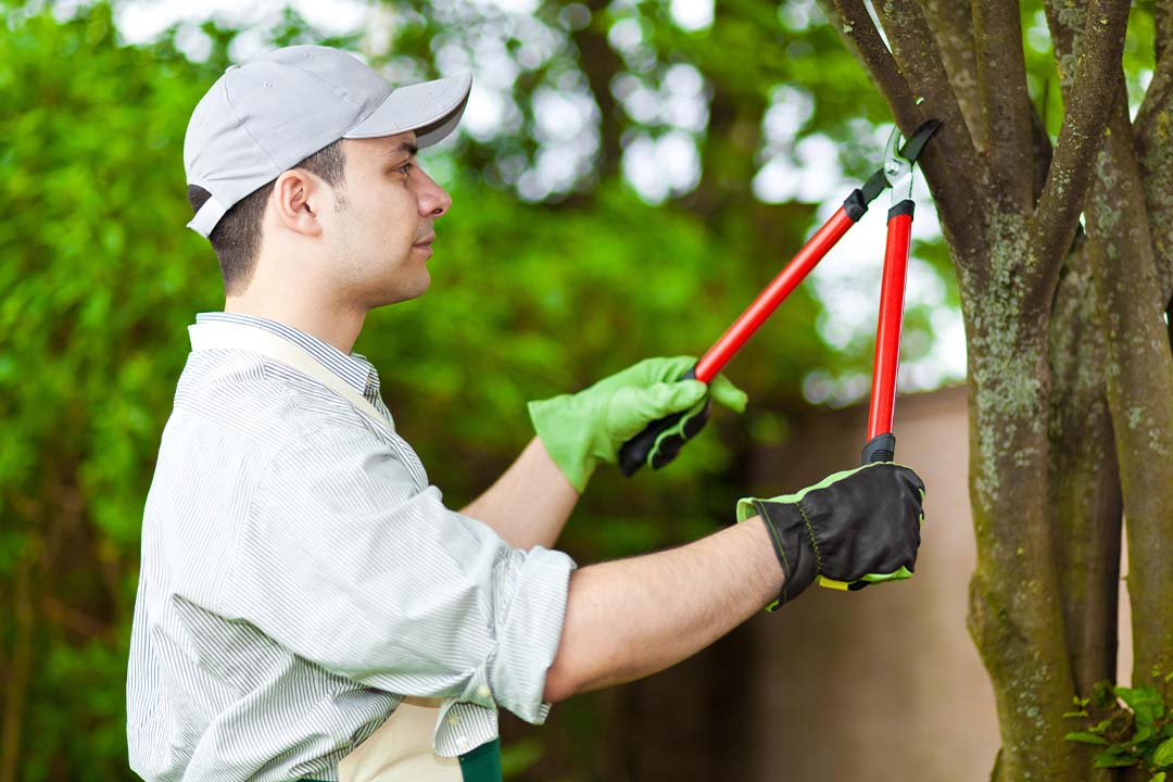 Man pruning a tree