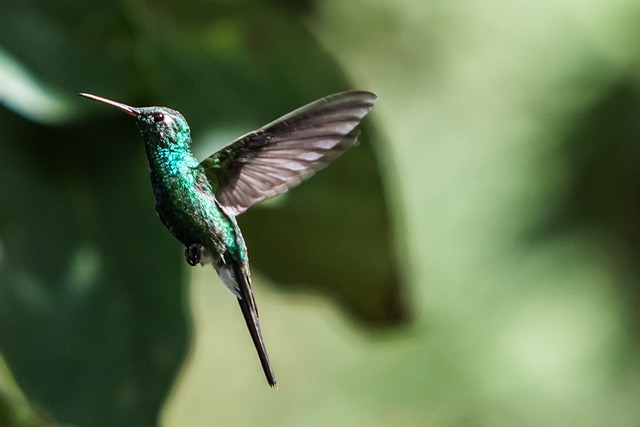 hummingbird, bird, wings