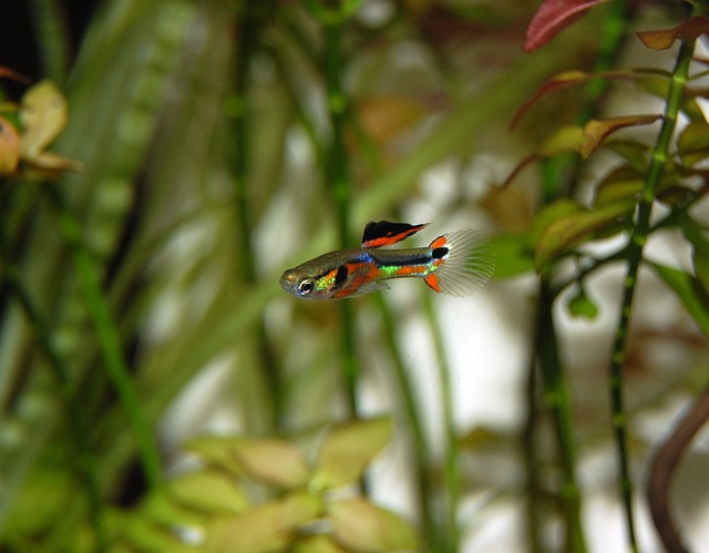 guppy, fish, multicoloured
