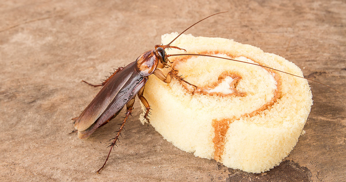 Cinnamon and Roaches Unraveling the Myth of Roach Attraction