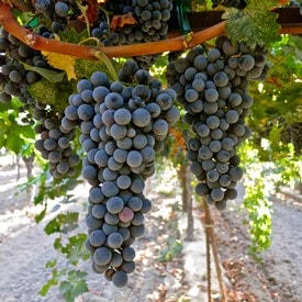 Cabernet Sauvignon Clusters 