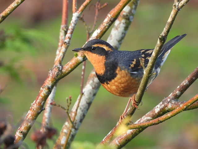 bird, varied thrush, branches