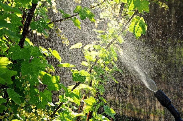 aphids, garden, drops, watering, sprinkling, spray, spraying, pests, home garden, the broth, nettle, ecological, fighting, water, light, against the light, nature, a garden plant, plant protection, of plant protection products, ecology