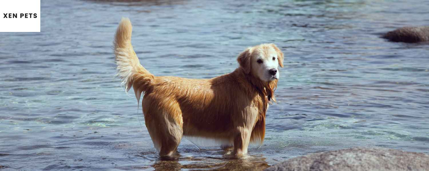 golden retriever separation anxiety