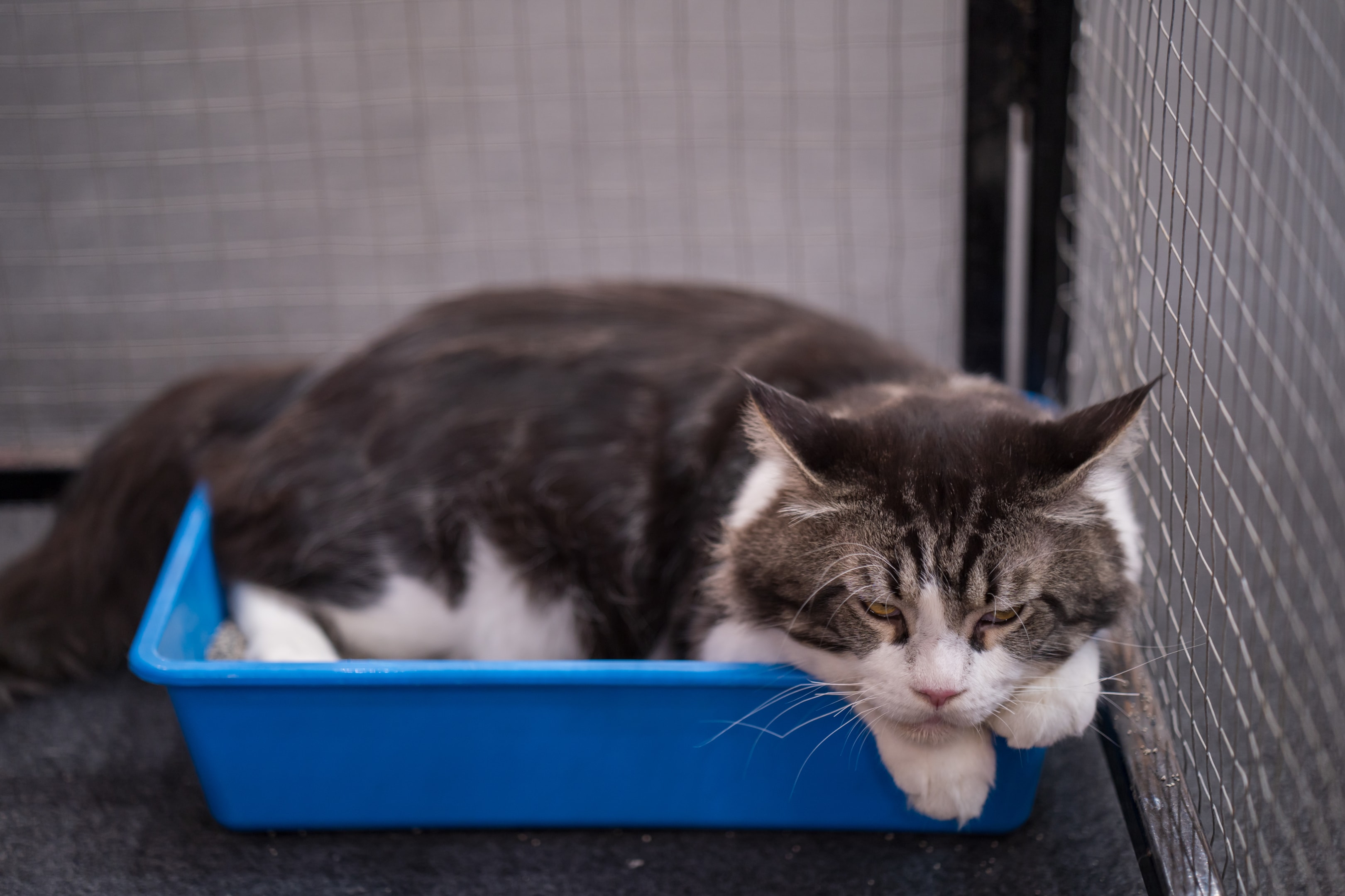 De 5 Beste Geurloze Kattenbakken voor een Frisse Thuisomgeving