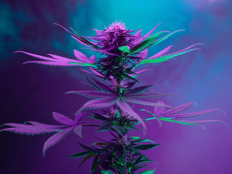 artistic cannabis plant