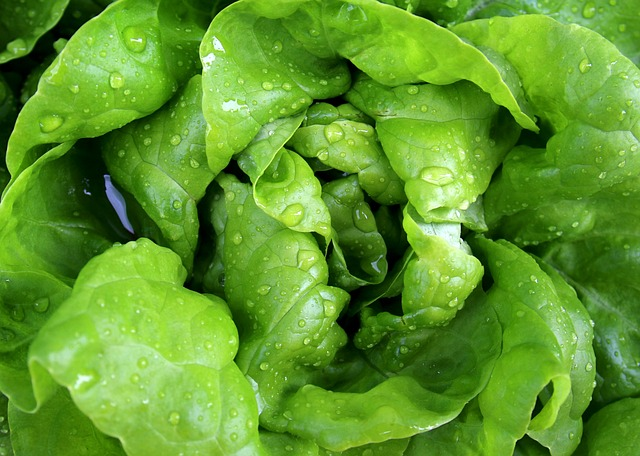 salad, leaf lettuce, lettuce