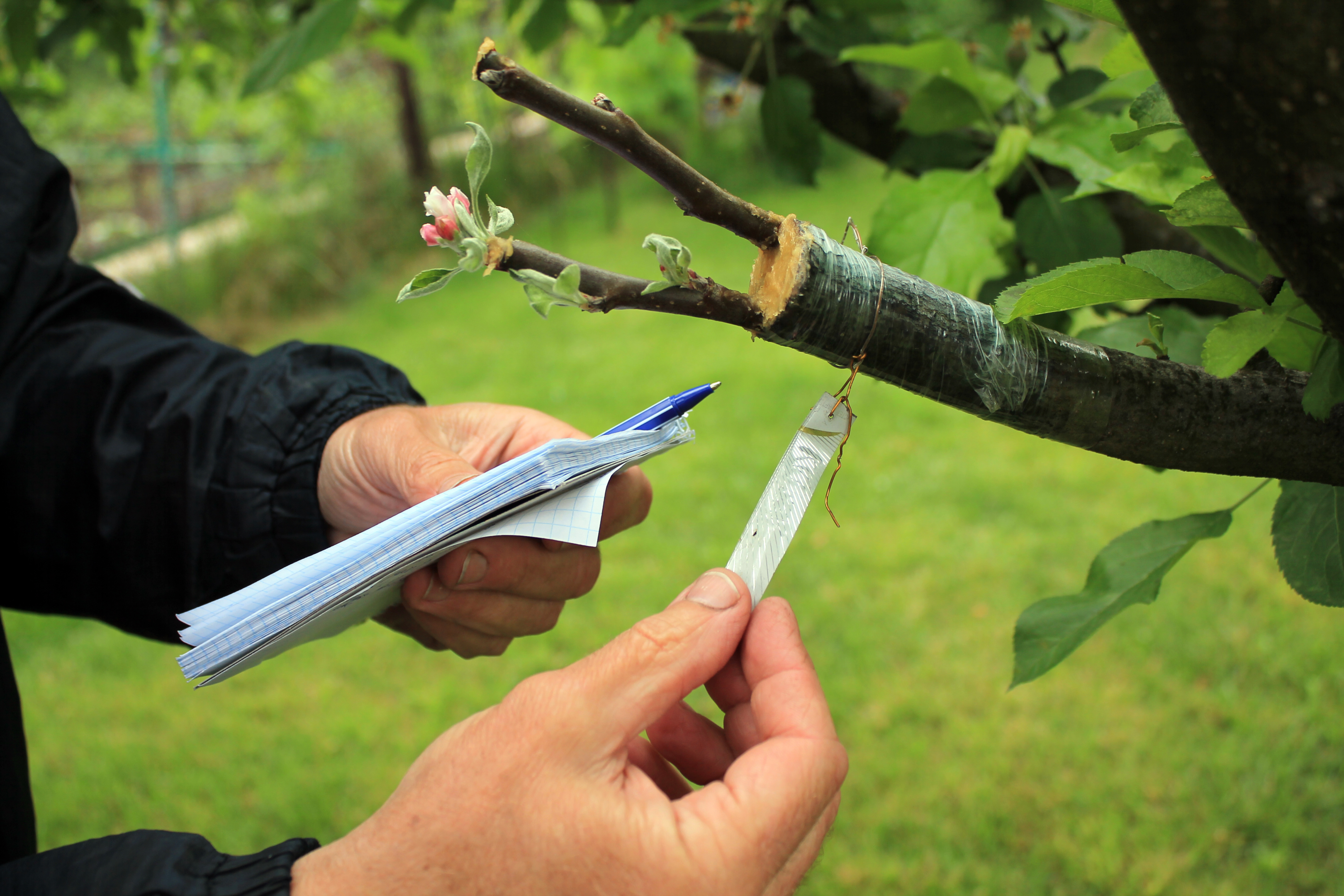 Tree health can precent disease and other harmful factors