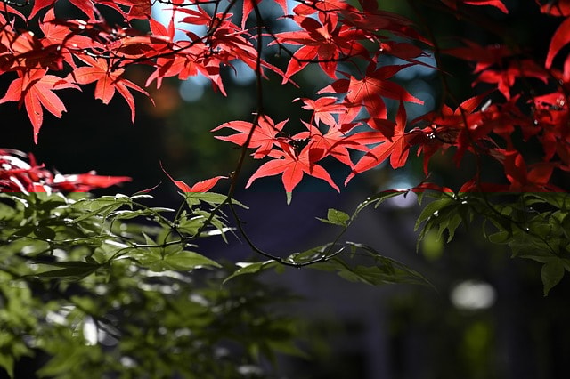 maple, autumn, leaves, maple leaves, autumn leaves, autumn foliage, autumn colors, autumn season, fall foliage, fall leaves, fall colors, red leaves, foliage, nature, maple, maple, autumn, autumn, autumn, autumn, autumn, autumn leaves, autumn leaves, fall leaves, fall leaves, fall leaves, red leaves, nature