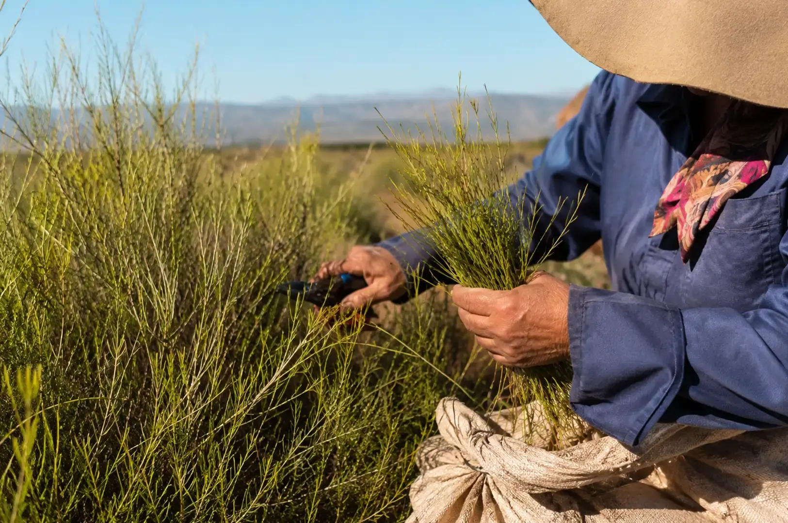 A close-up shot captures a farm worker harvesting rooibos plants in a field under bright sunlight. Wearing a wide-brimmed sunhat, a blue shirt, and a patterned scarf, the worker holds a bundle of slender green branches in one hand while using pruning shears in the other to trim the bush, gathering the harvest into a burlap sack resting below.