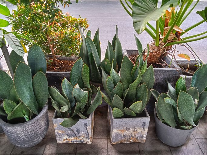 snake plants toxic, low light conditions plants