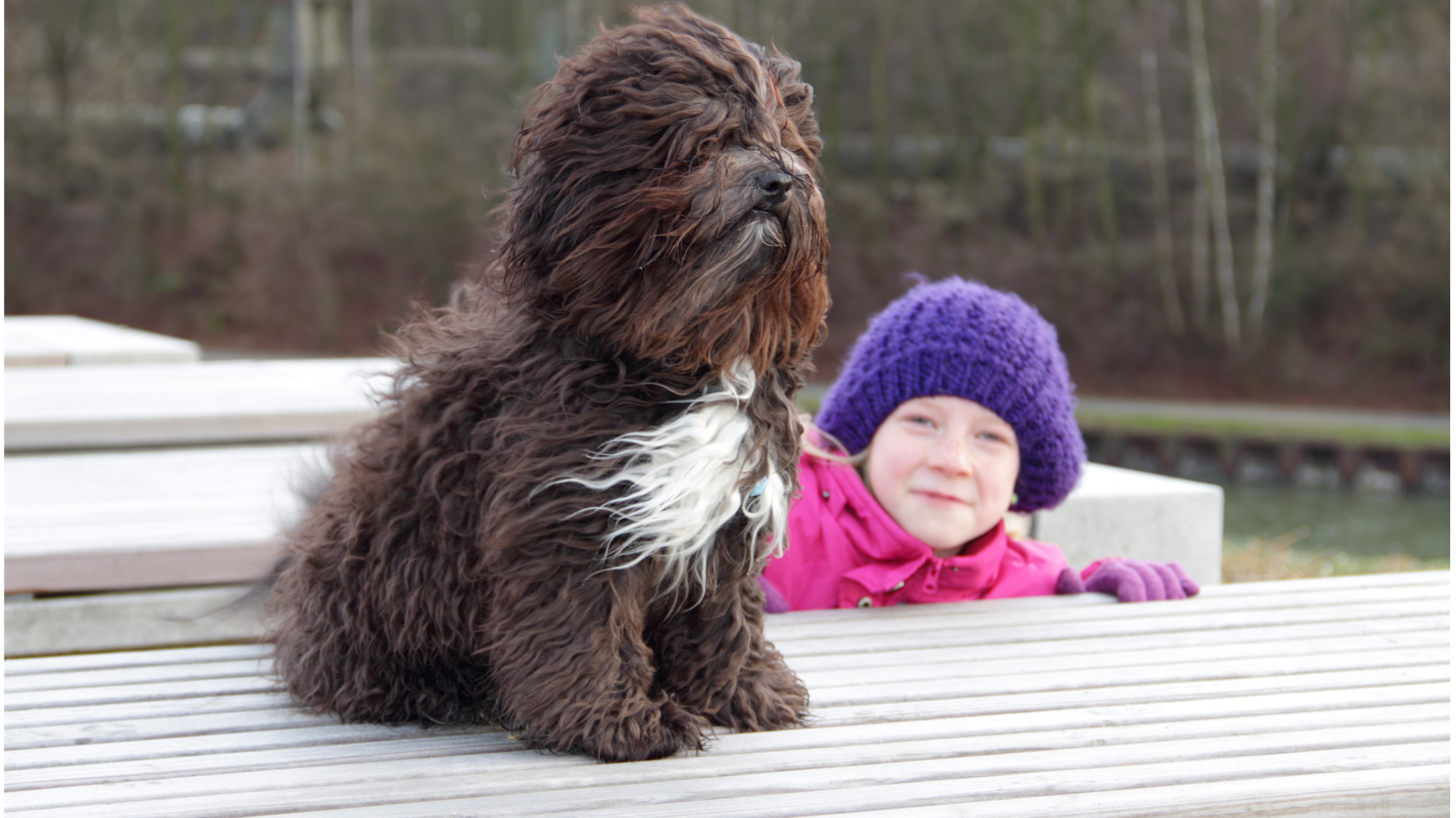 An adult Bolonka standing by a small child