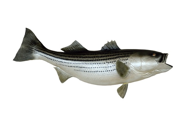 striped bass, fish, mounted