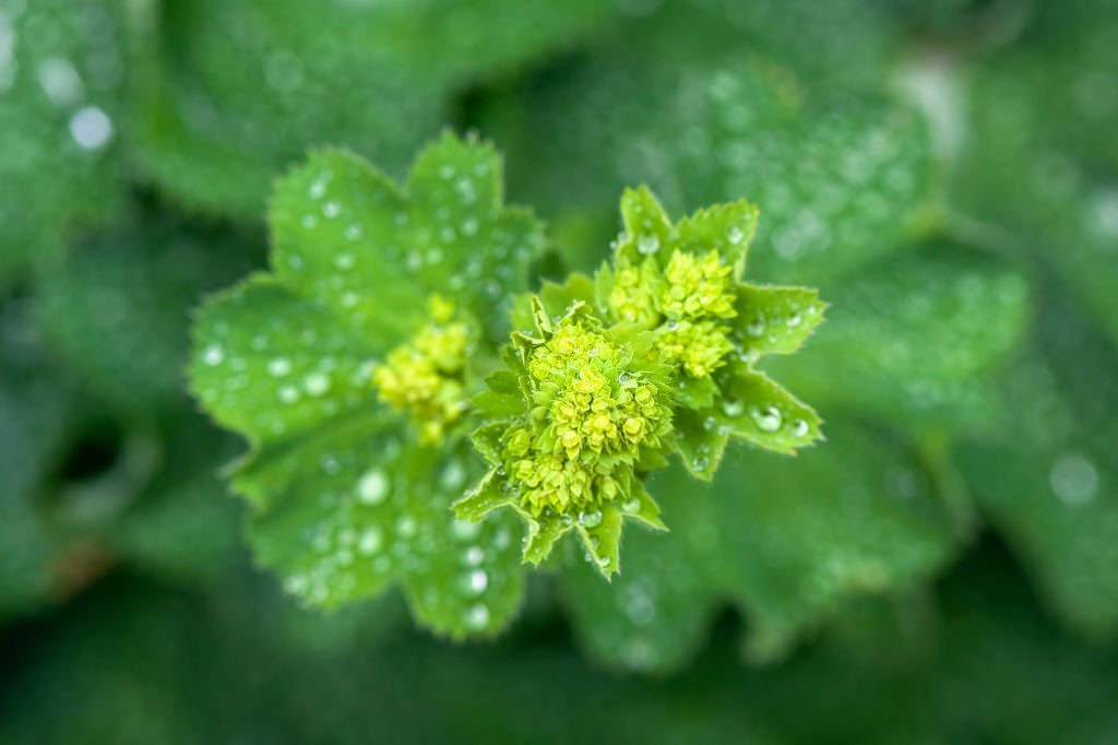 Lady's Mantle