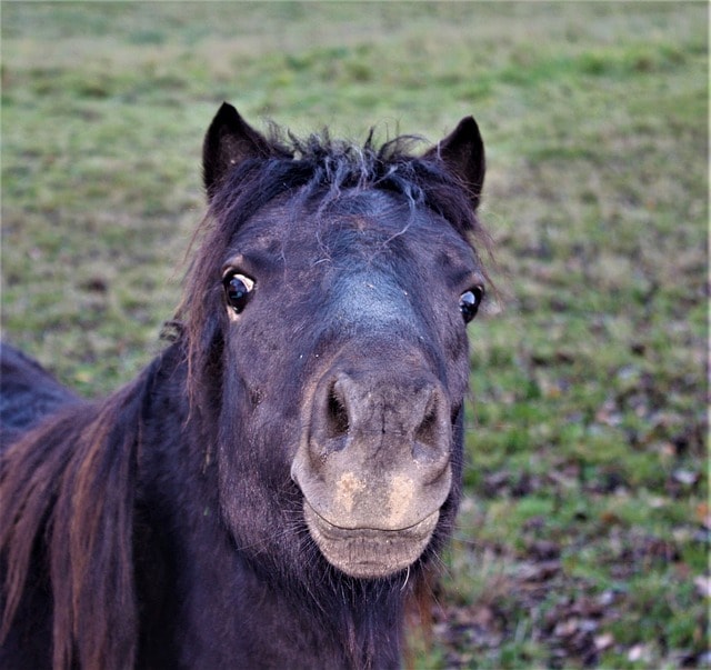 horse, pony, shetland pony