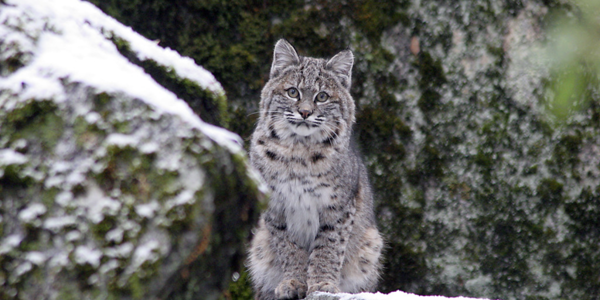 interesting animals in yosemite