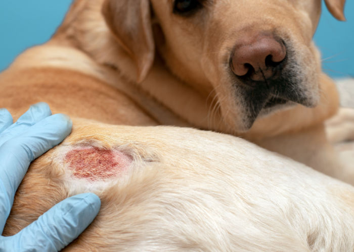 Atopic Dermatitis on a Golden Retreiver, one of the common dog skin conditions