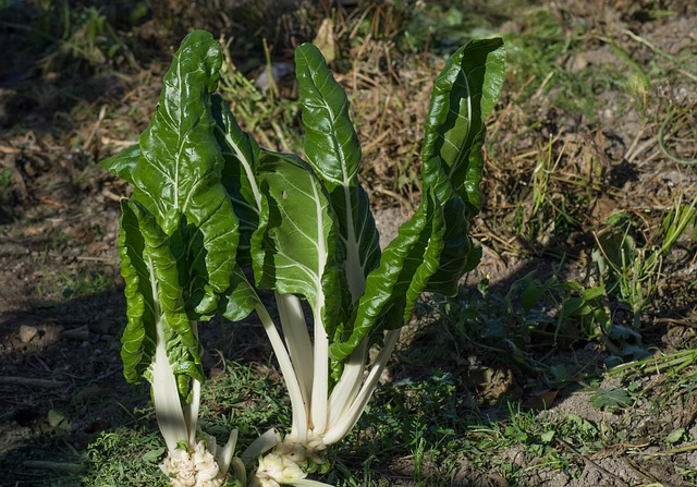 chard, garden, vegetable