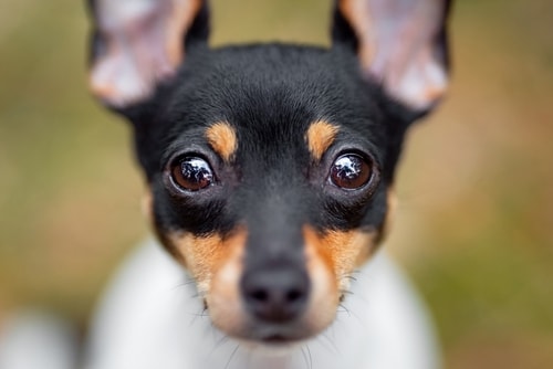 Close up view of the Toy Fox Terrier Dog Breed