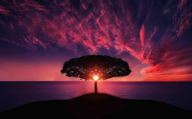 tree, sunset, clouds