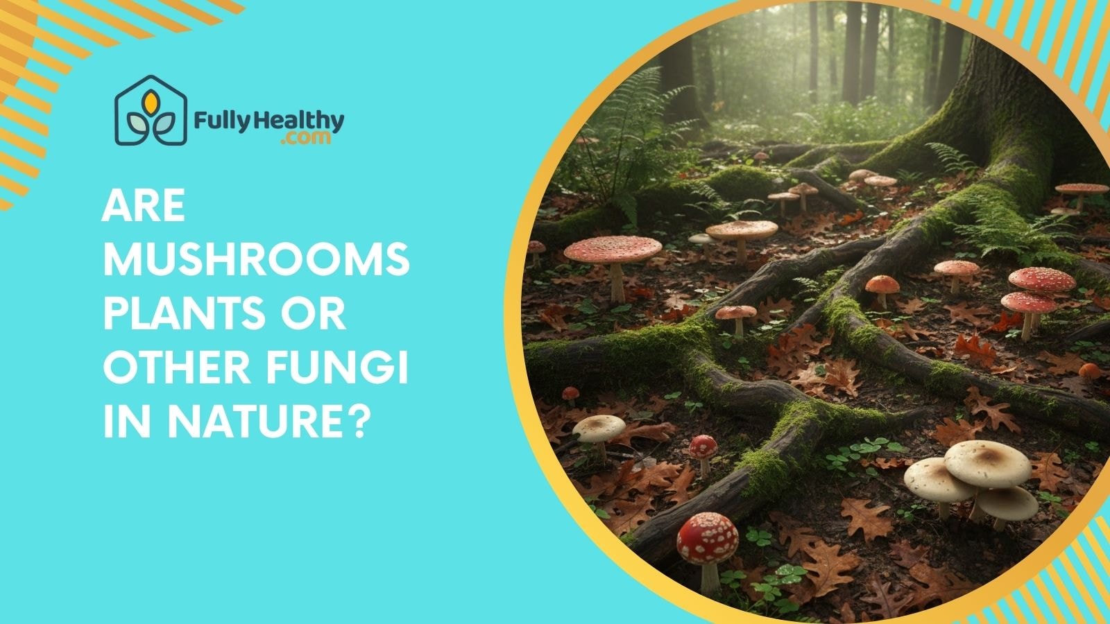 Are Mushrooms Plants or Other Fungi in Nature?