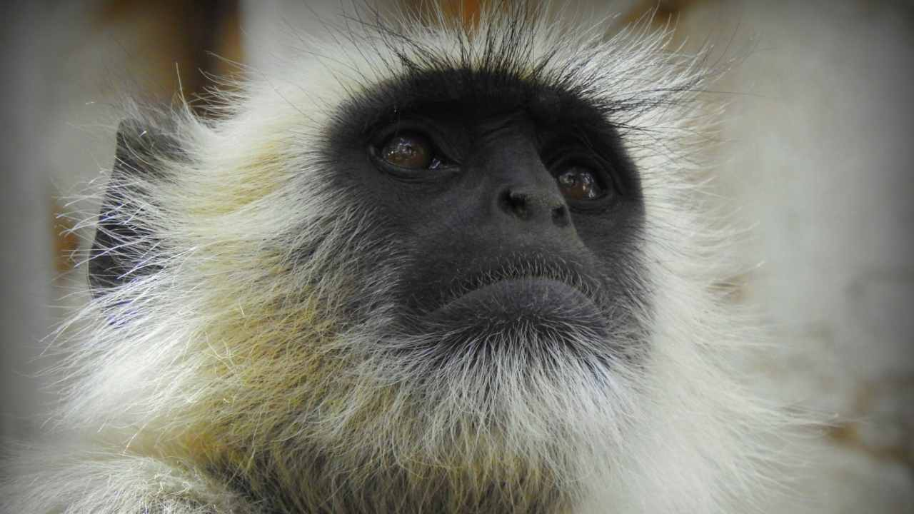 Monkey, Languar, ranthambore national park
