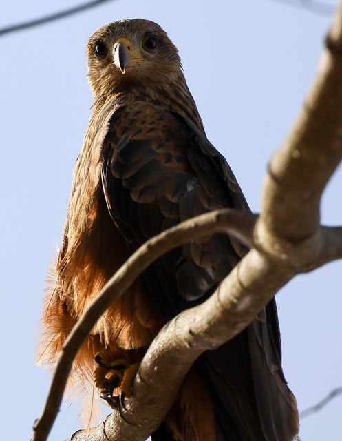 eagle, bird, beak