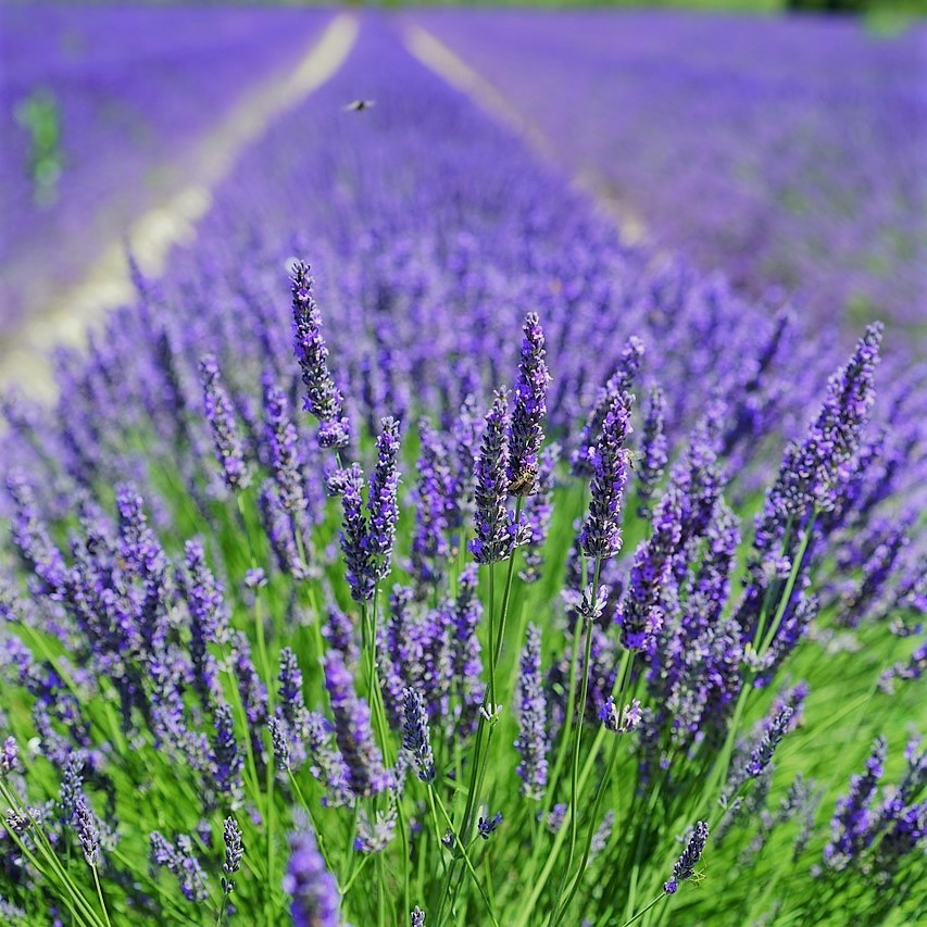 Lawenda Hidcote Blue 