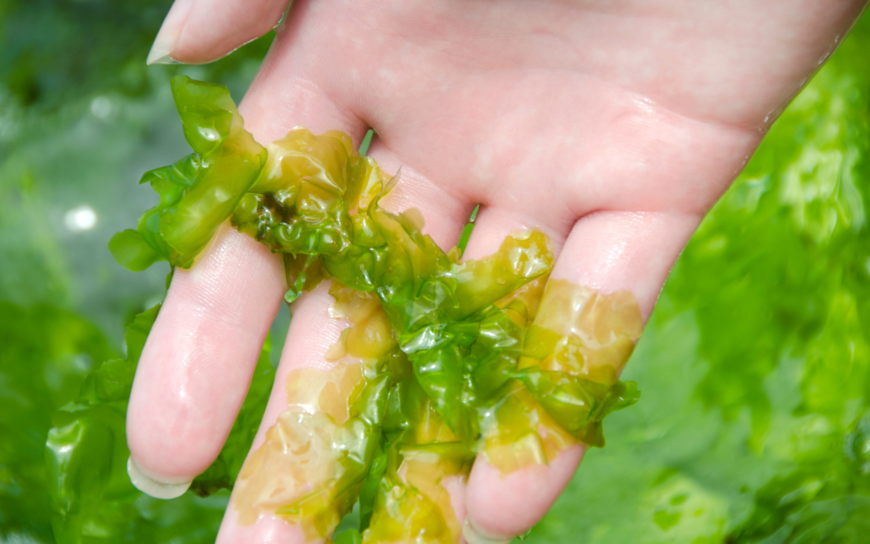 Seaweed pulled up out of the water in someone's had, showing how beautiful it is. 