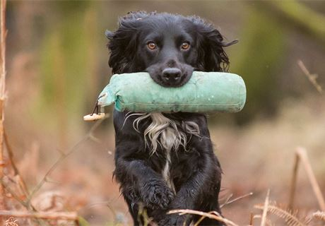 Gun Dog Training Accessories for Enthusiasts