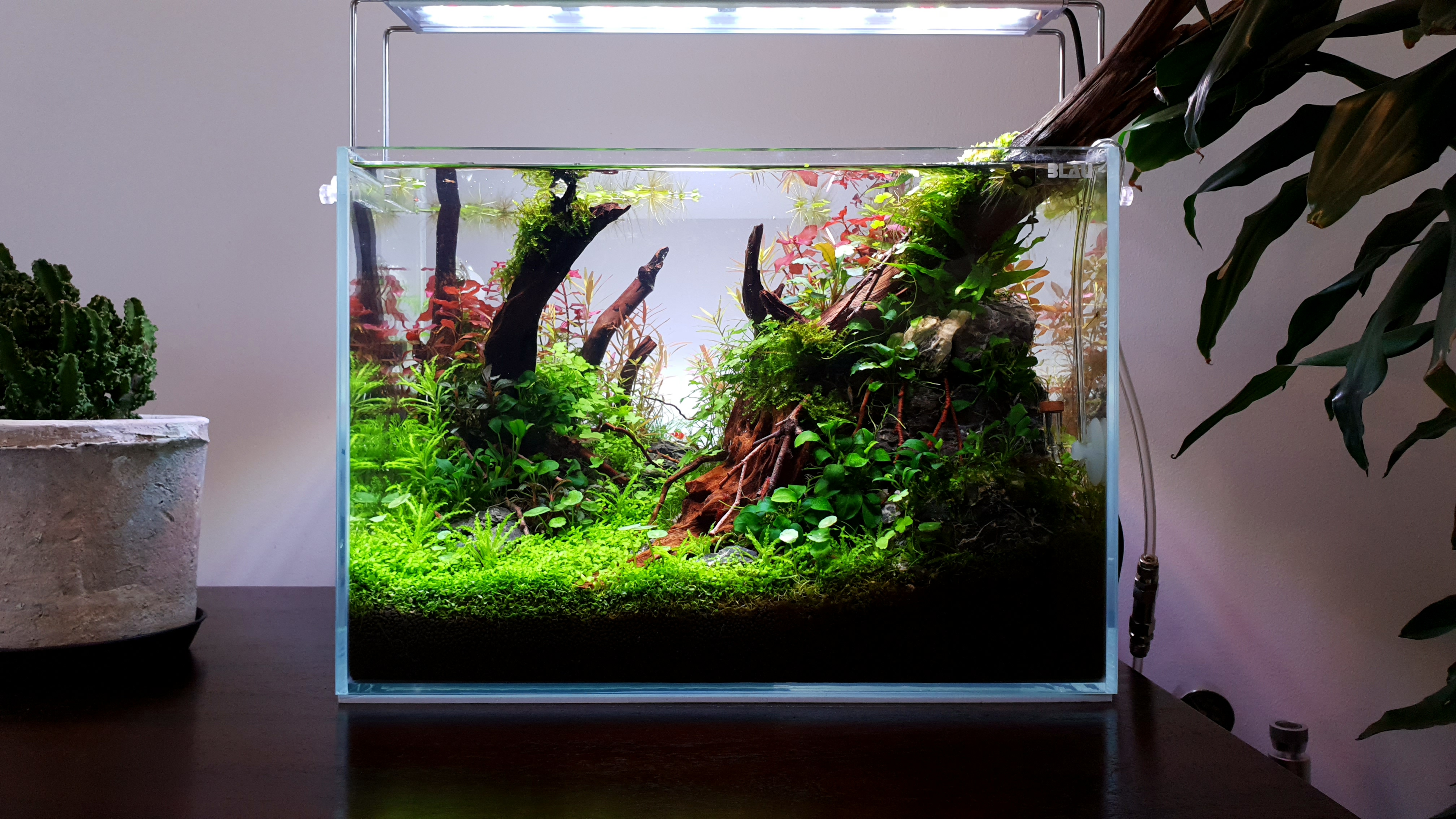 a planted tank