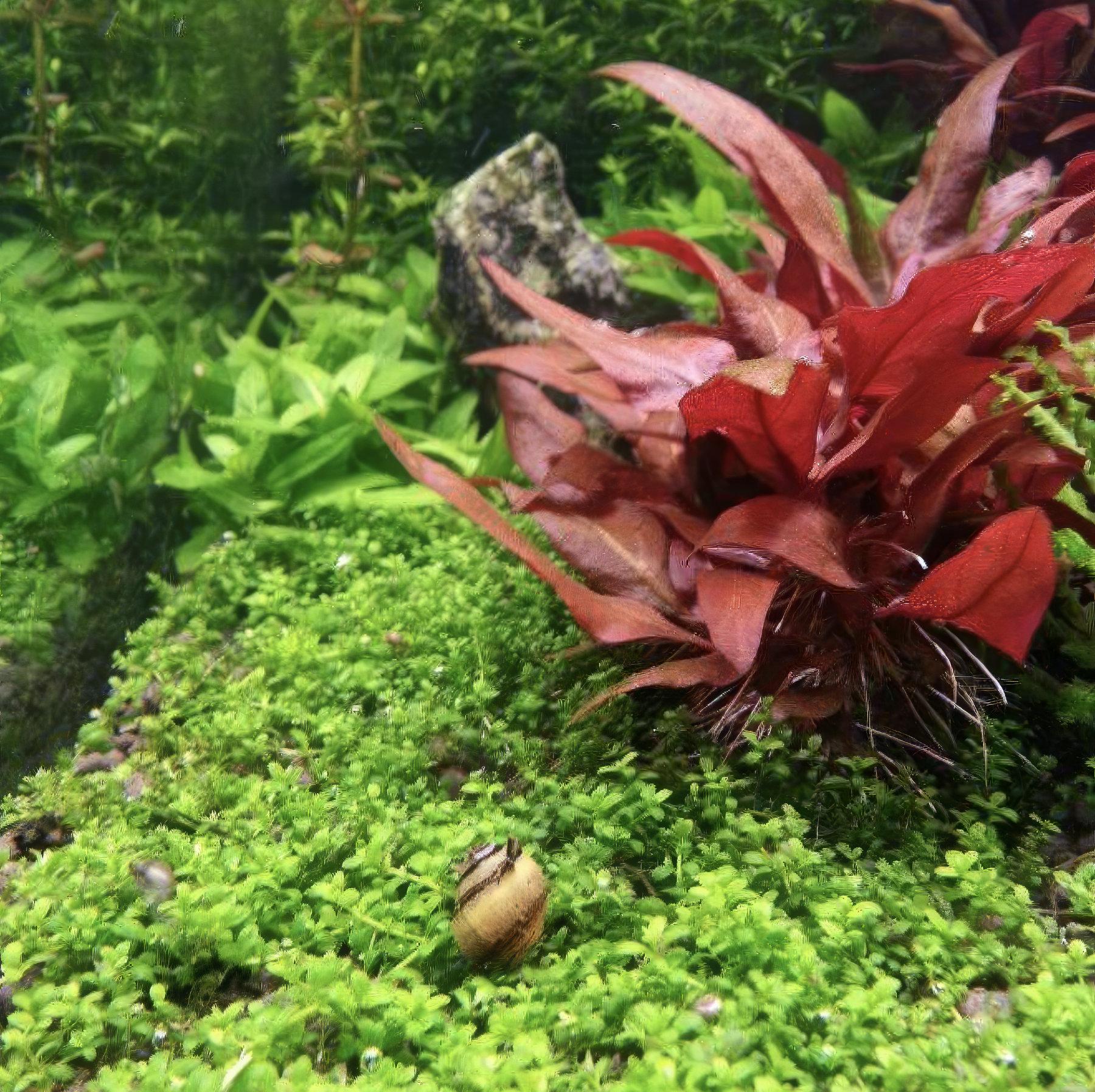 An Olive Nerite snail with brown bands on a carpet with red alternanthera reineckii 'mini'.