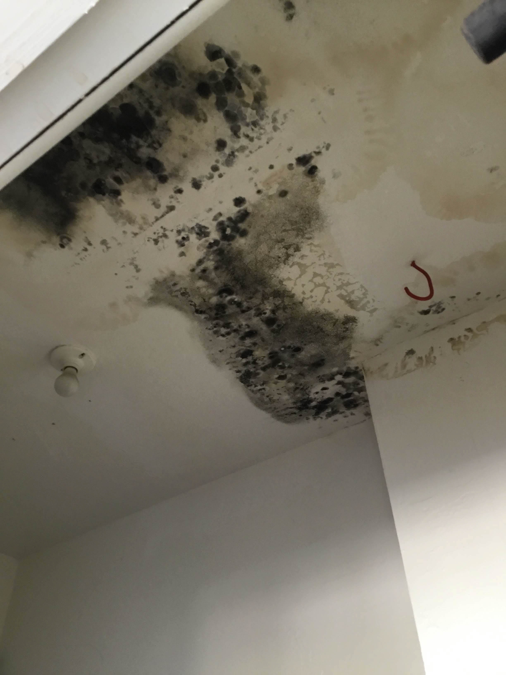 A professional mold remediation team in Mesa, AZ performing mold removal services to ensure a safe and healthy environment. Trust the experts in mold remediation Mesa AZ.
