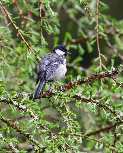 meise, game bird, bird,vogelbeobachtung, ornithology, tierwelt, federn, lärche, tier, gefieder, schnabel, natur, spezies, fauna, bird, bird, bird, bird, bird, natur