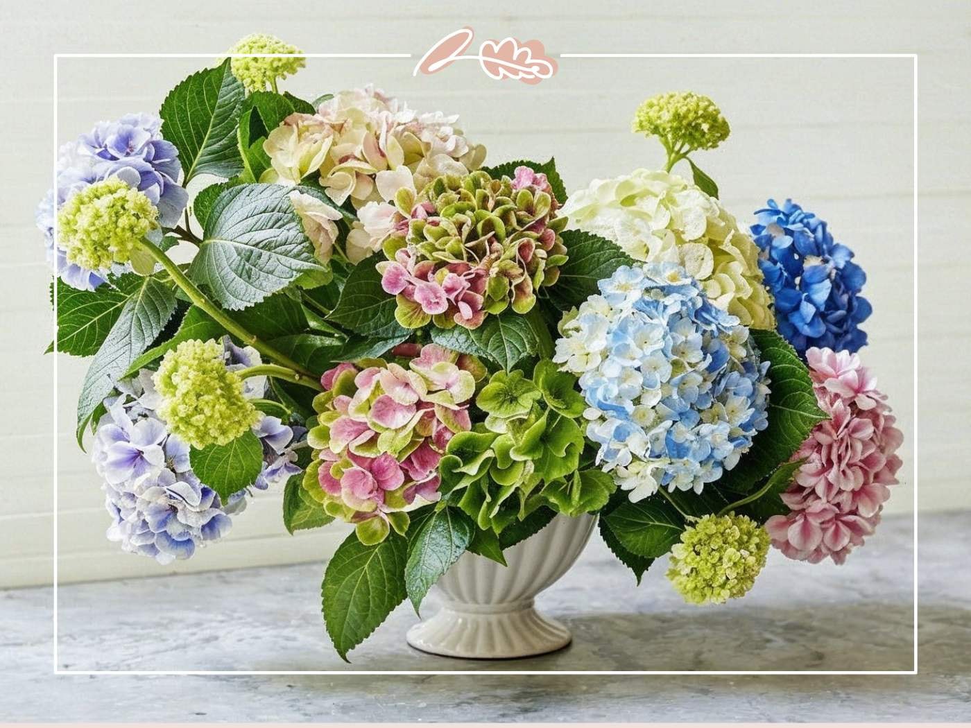 Stunning multicoloured hydrangea flower arrangement with blue, pink, green, and white blooms in a cream pedestal vase