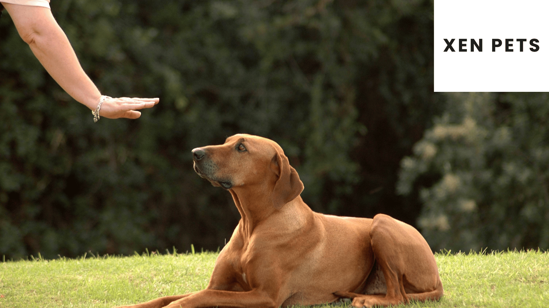 Use ginger oil on dogs skin