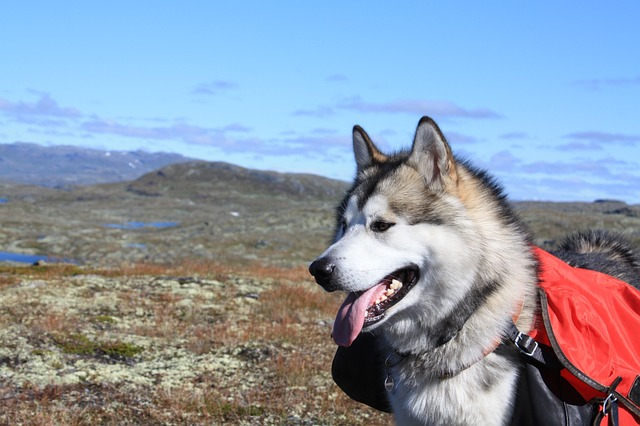 alaskan malamute, climbed, sled dog