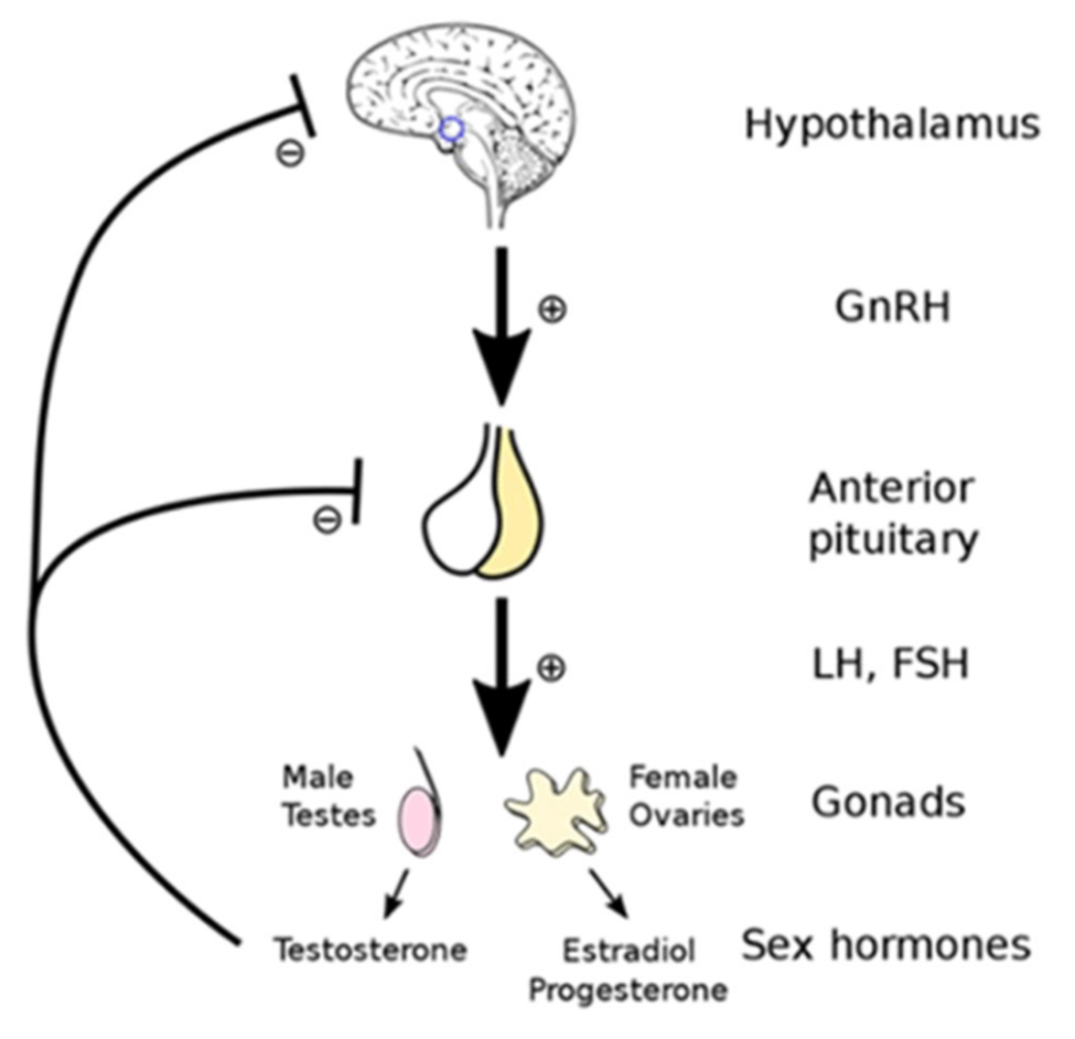 what is testosterone and how is testosterone produced