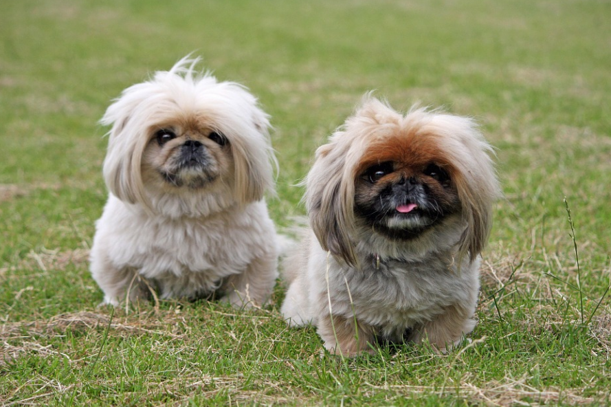 https://pixabay.com/zh/photos/pekingese-dogs-cute-animal-pet-937595/