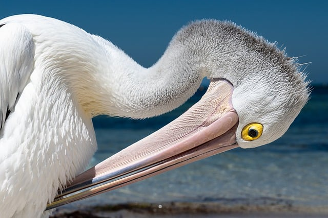 pelican, bird, australian pelican