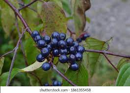 58 Silky Dogwood Images, Stock Photos & Vectors | Shutterstock