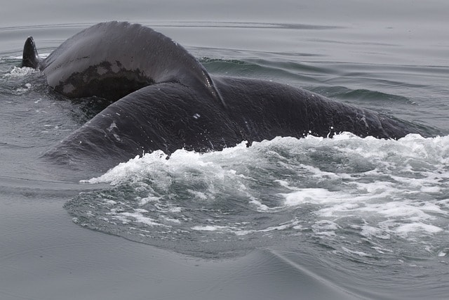 Iceland Family Holiday: Whale Watching