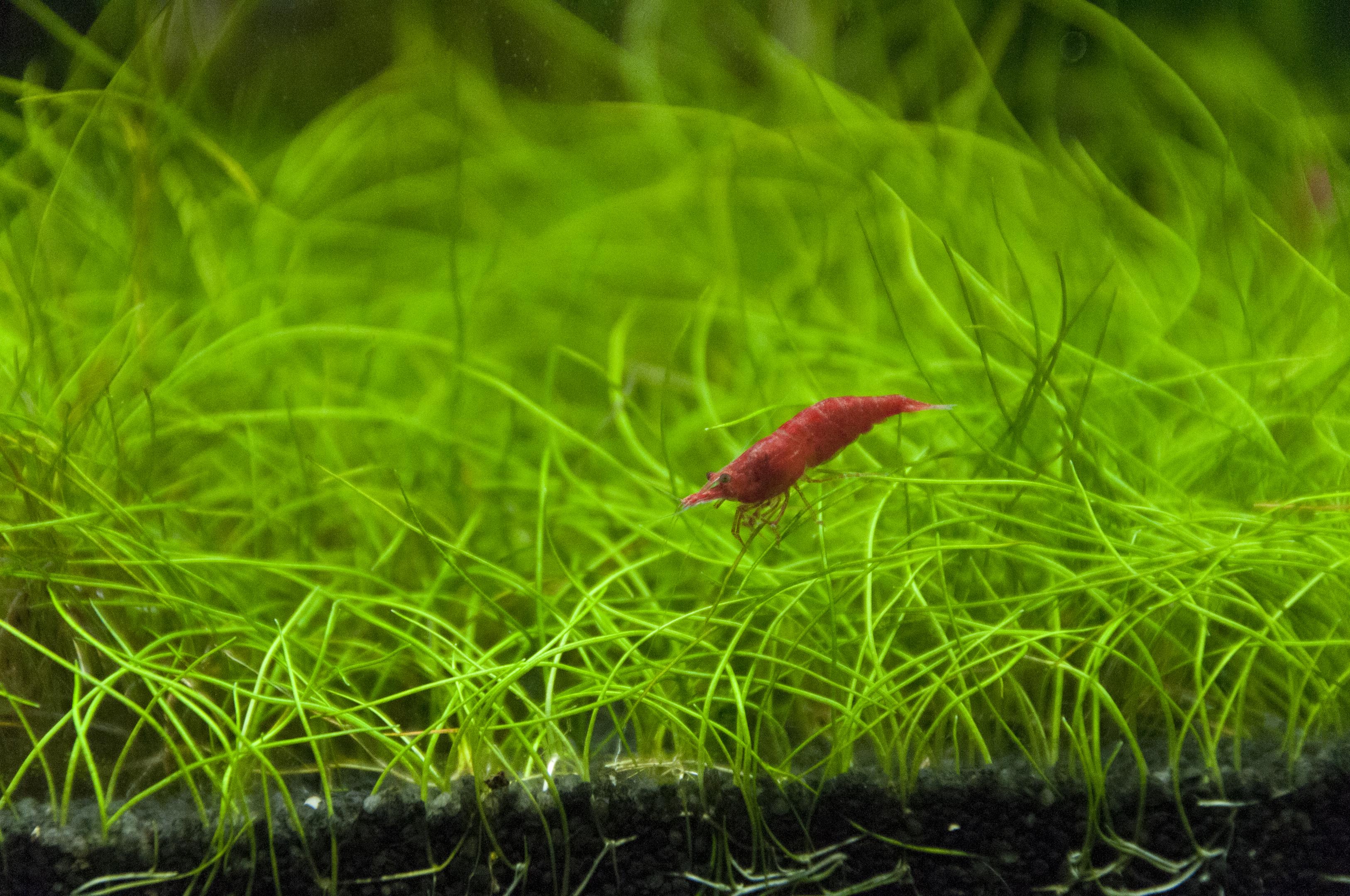 Carpeting plants need strong light and steady CO2.