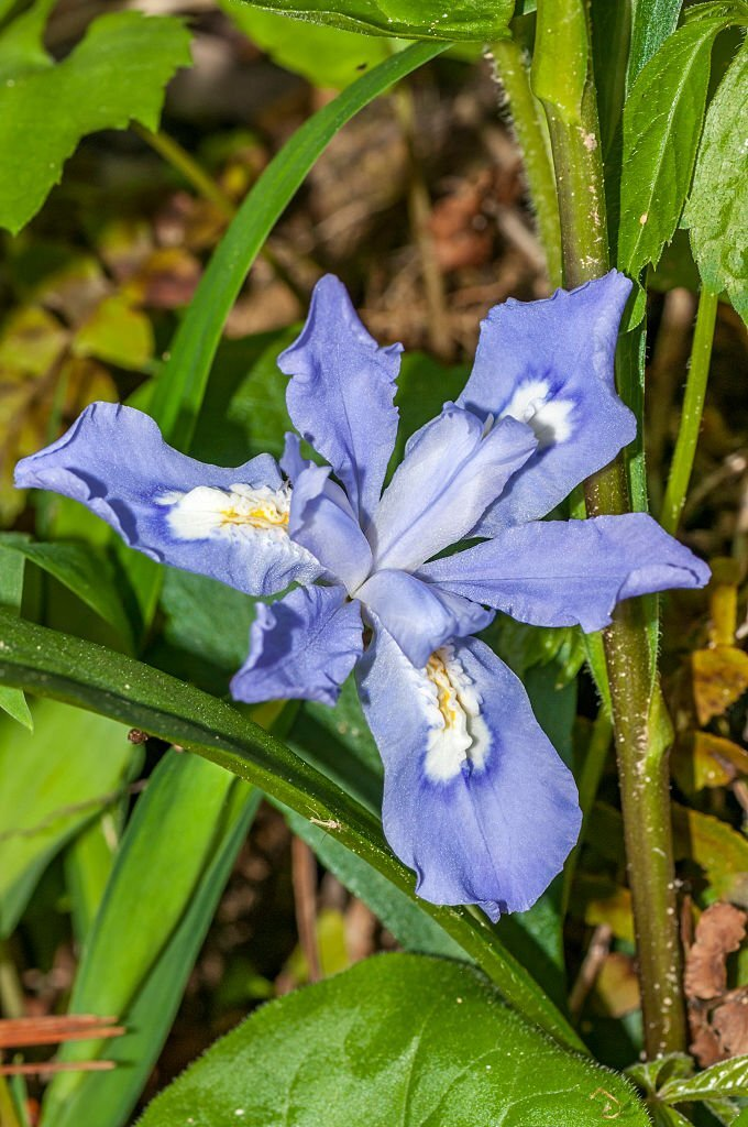 Dwarf Crested Iris