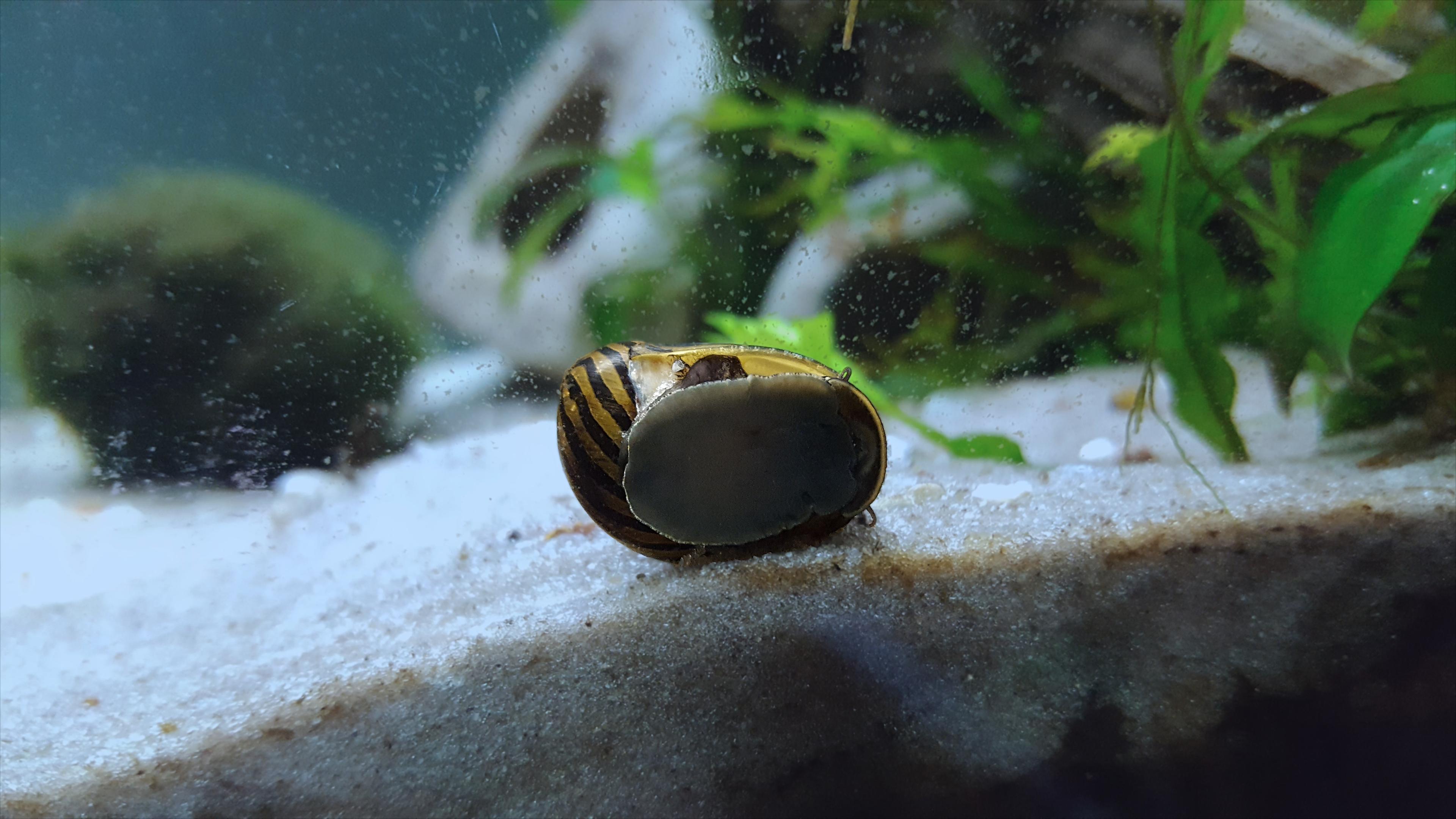A snail grazing on aquarium surfaces.