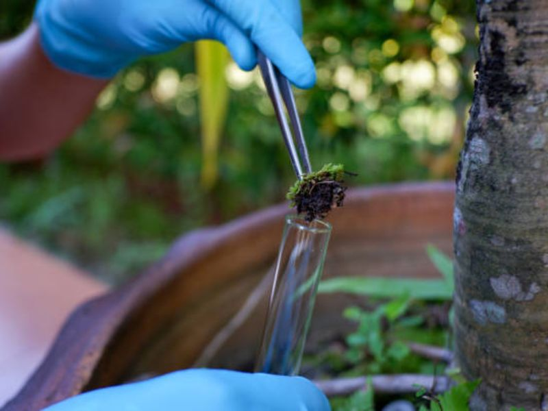The Importance of Customized Soil Testing for Bonsai Care