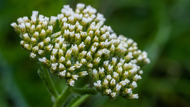 Schafgarbe gilt als eines der stärksten natürlichen Antiseptika