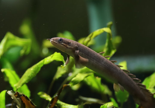 the bichir fish